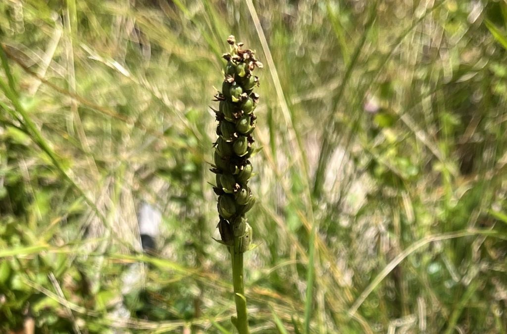 2 orchidee sfiorite ......quali ?